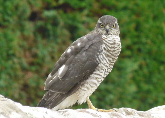 Image of Eurasian Sparrowhawk