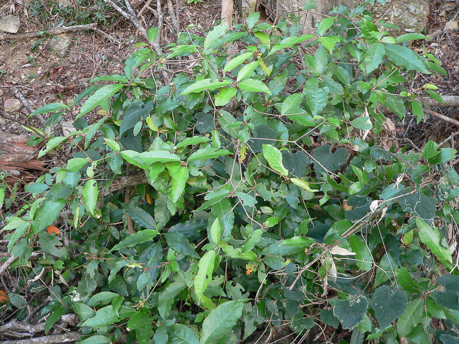 Imagem de Croton cascarilloides Raeusch.