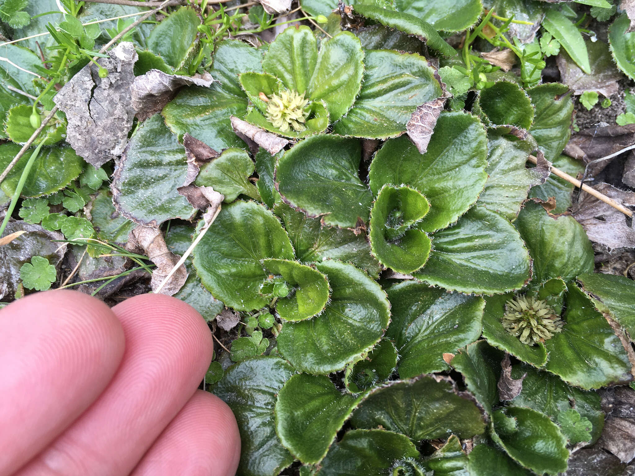 صورة Gunnera cordifolia (J. D. Hook.) J. D. Hook.