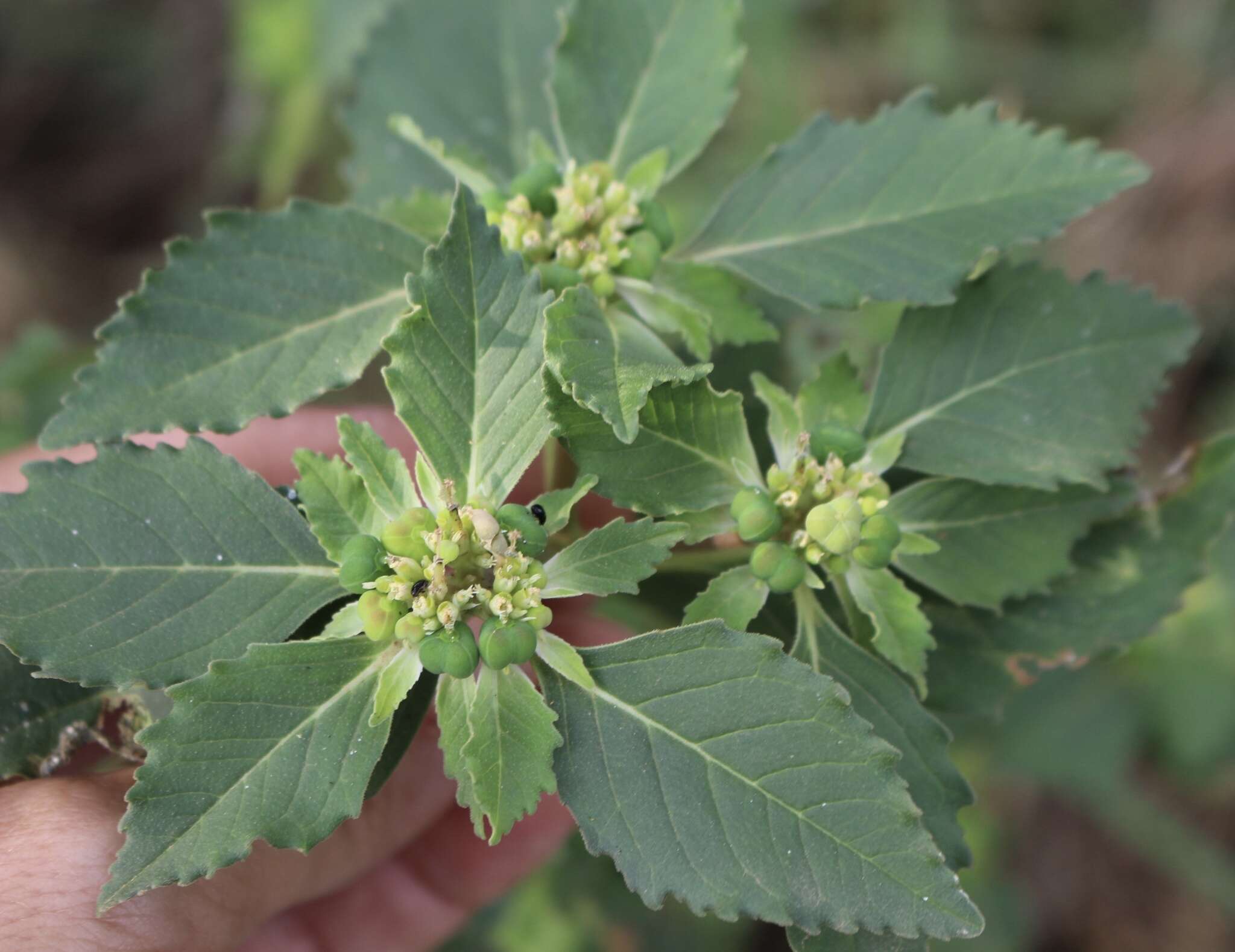 Слика од Euphorbia davidii Subils