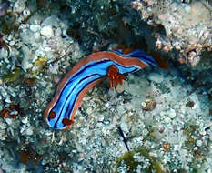 Image of Chromodoris hamiltoni Rudman 1977