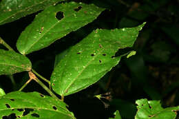 Image of Pavonia castaneifolia A. St.-Hil. & Naud.