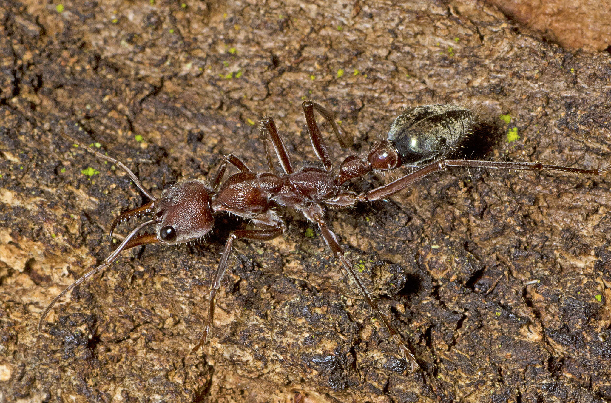 Image of Myrmecia comata Clark 1951