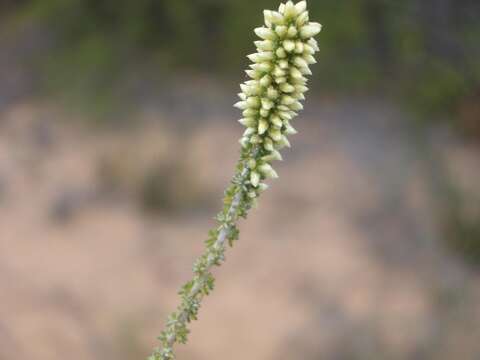 صورة Trichogyne repens (L.) A. A. Anderberg