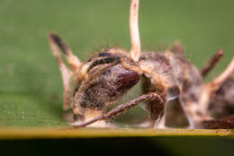 Image of Ophiocordyceps lloydii (H. S. Fawc.) G. H. Sung, J. M. Sung, Hywel-Jones & Spatafora 2007