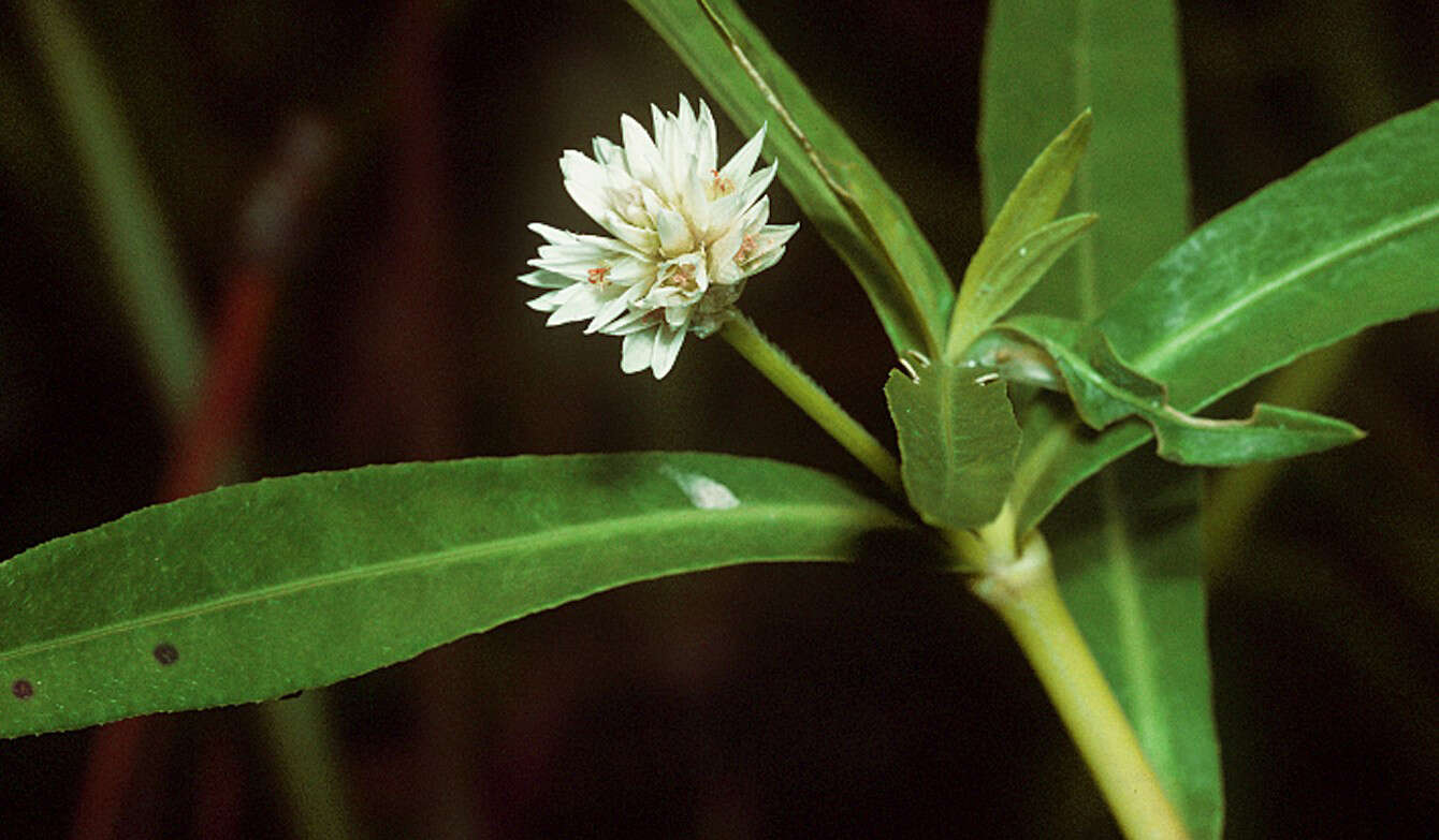 Imagem de Alternanthera philoxeroides (Mart.) Griseb.