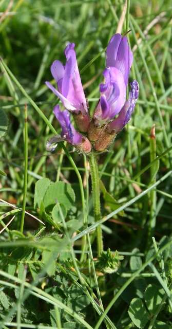 Image of Astragalus danicus Retz.