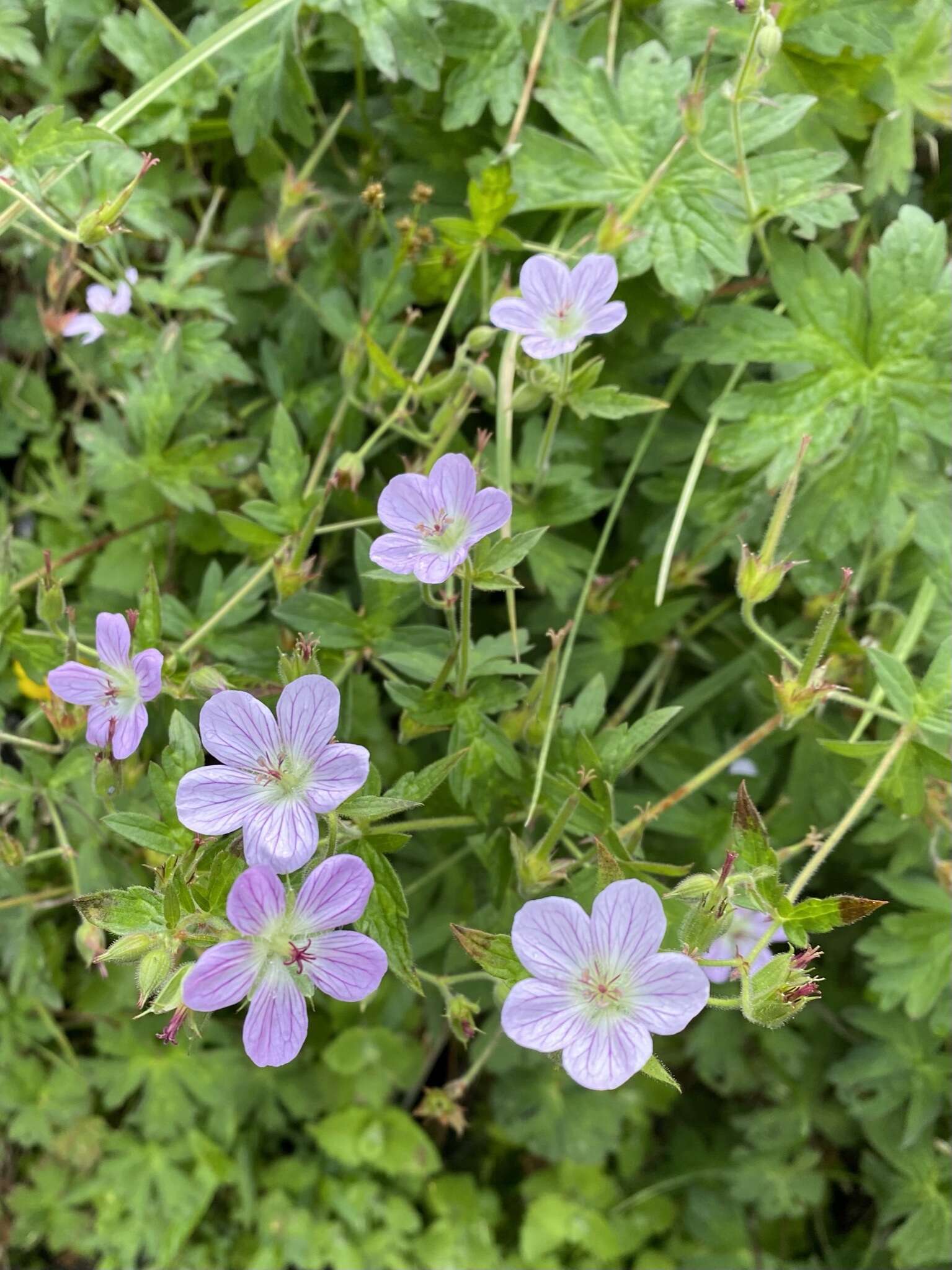 Image of California cranesbill