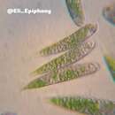 Image of Euglena polymorpha