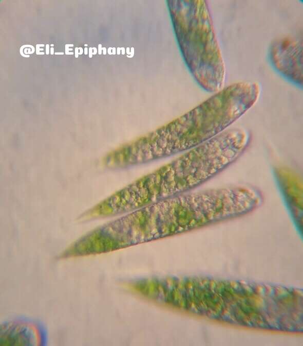 Imagem de Euglena polymorpha