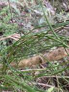 Image of Ephedra tweedieana C. A. Mey.