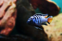 صورة Pseudotropheus elongatus Fryer 1956