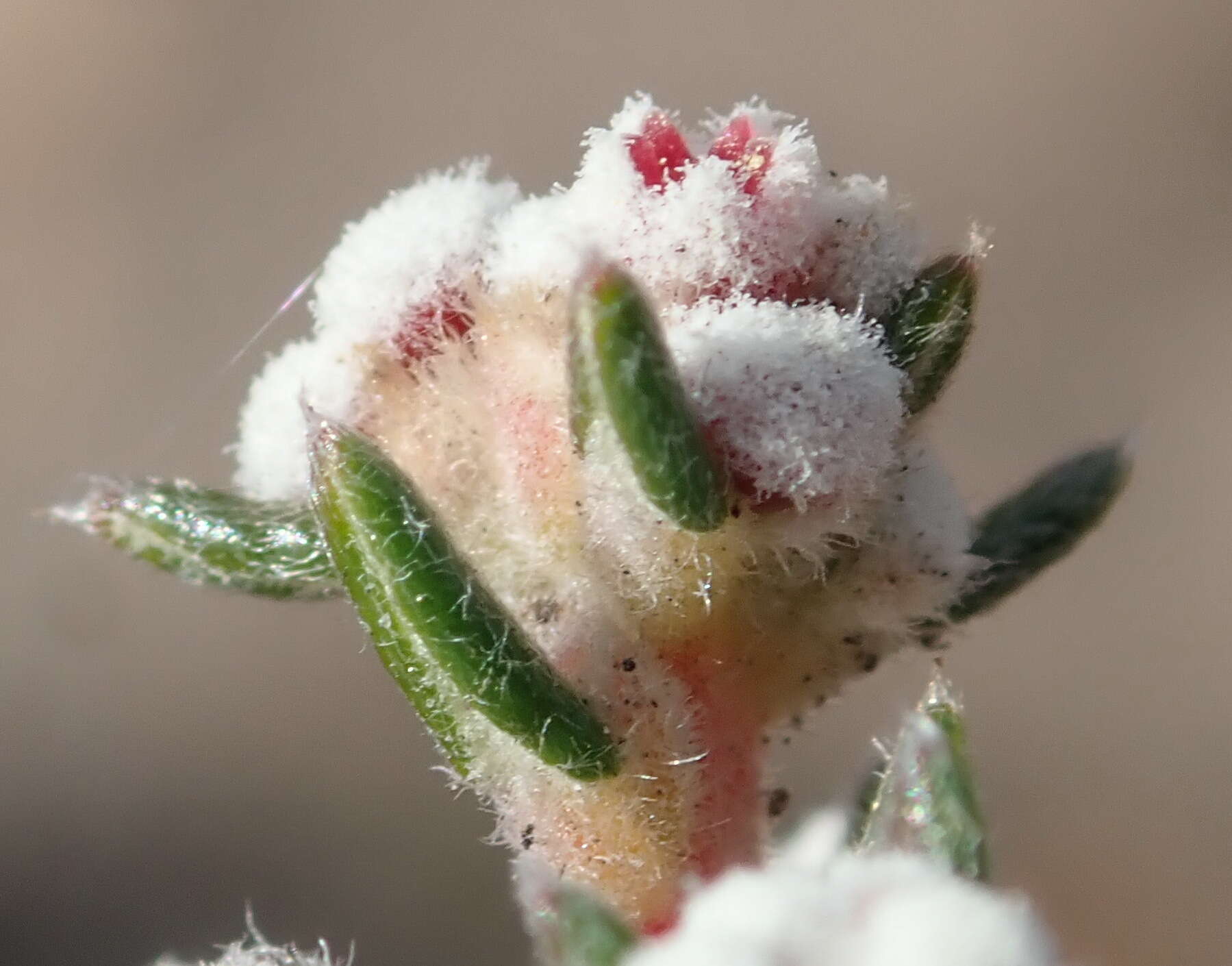 Image of Phylica lanata Pillans