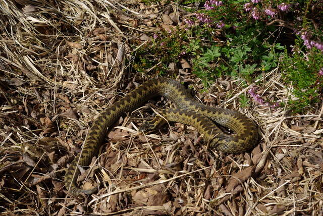 Image of Adder