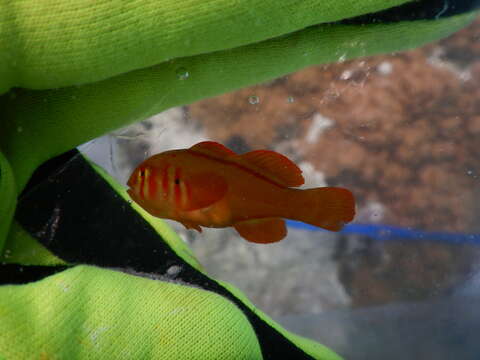 Image of Red-striped coral goby