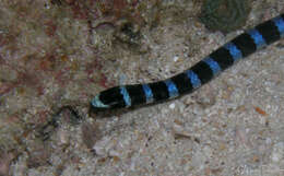 Image of Blackbanded Sea Krait