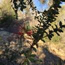 Sivun Grevillea speciosa (Knight) Mc Gill. kuva