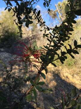 Image of Grevillea speciosa (Knight) Mc Gill.