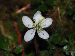 Image of Coptis quinquefolia Miq.