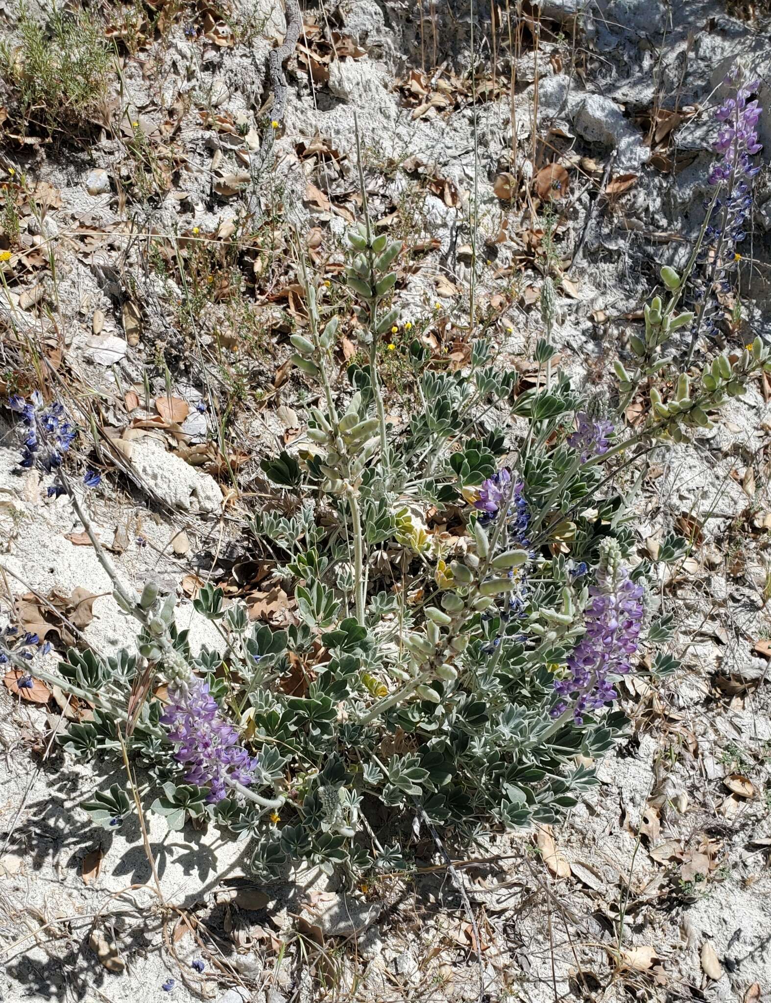 Imagem de Lupinus ludovicianus Greene