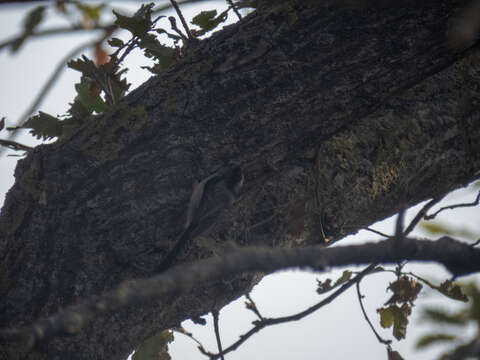 Image of Aegithalos caudatus alpinus (Hablizl 1783)