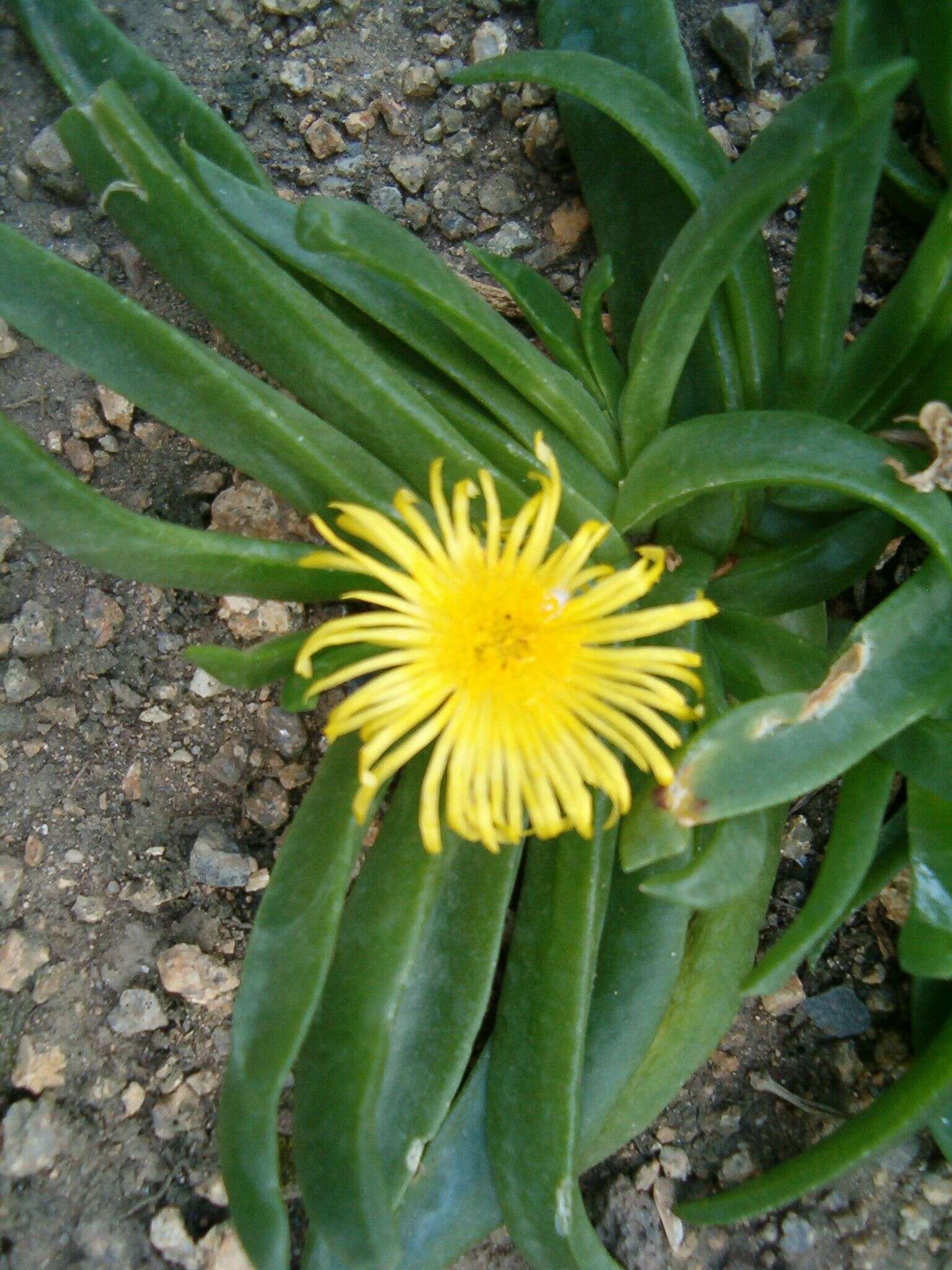 Image of Glottiphyllum uncatum