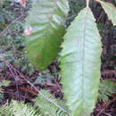 Image of black wattle