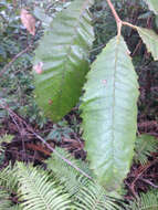 Image of black wattle