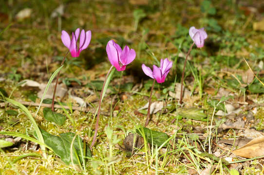 Image of Cyclamen repandum Sm.