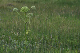 Image of Norwegian angelica