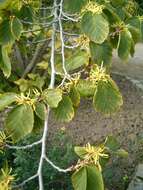 Image of American witchhazel