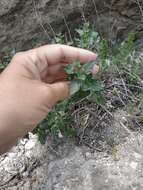 Scrophularia variegata subsp. rupestris (Bieb. ex Willd.) Grau resmi