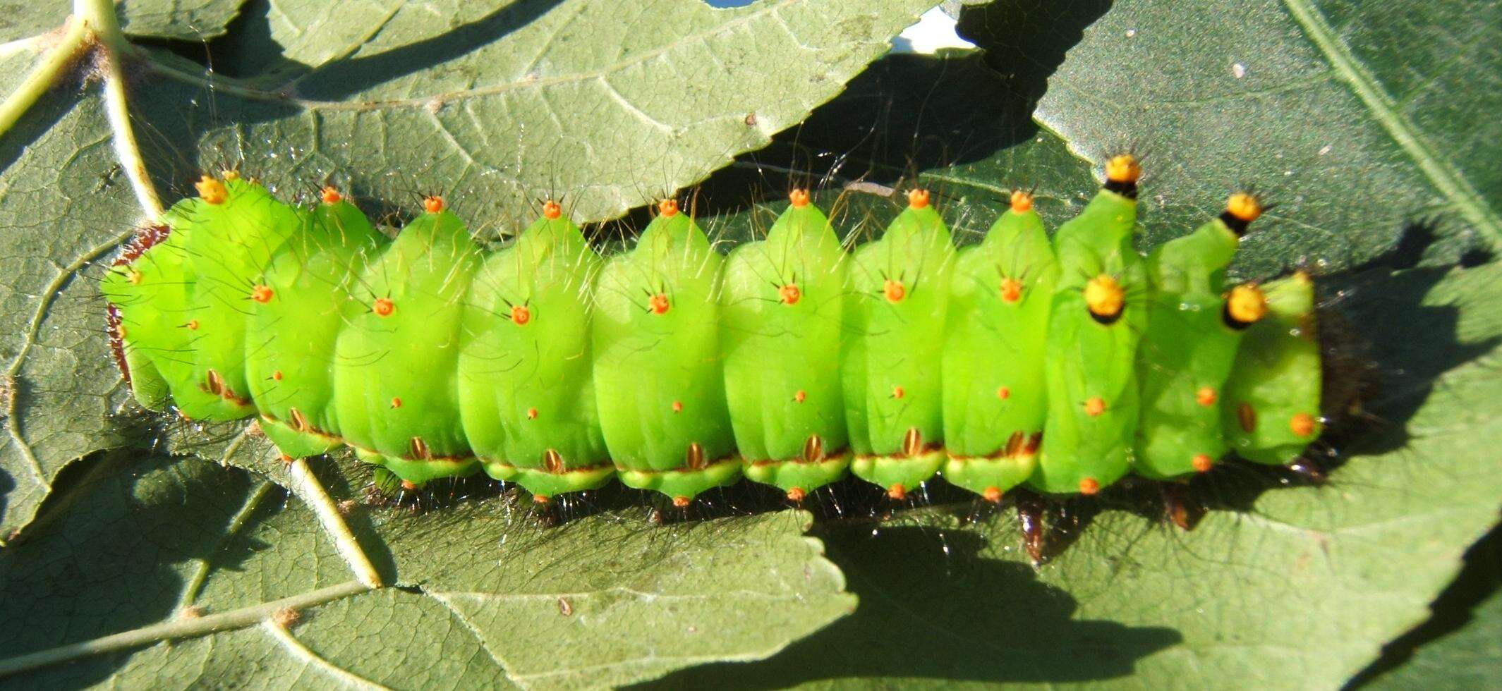 Image of Indian Luna Moth