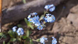 Imagem de Myosotis asiatica (Vesterg.) Schischkin & Sergievskaja