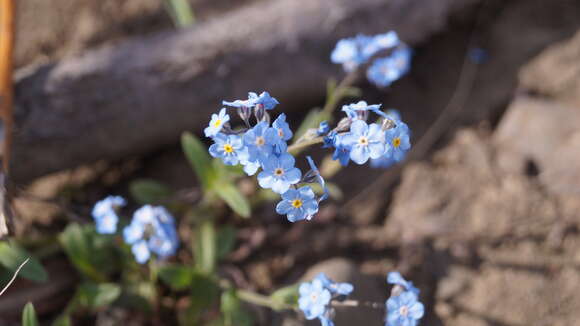 Plancia ëd Myosotis asiatica (Vesterg.) Schischkin & Sergievskaja