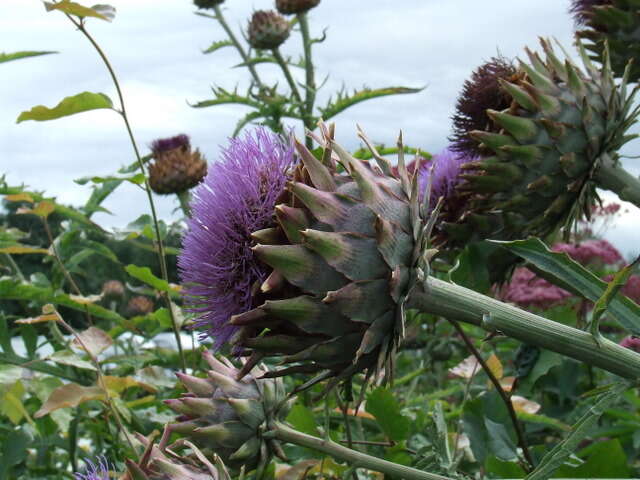 Image of cardoon