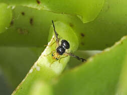 Image of Euleia separata (Becker 1908)