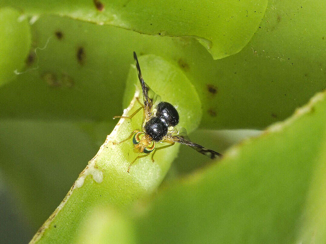 Image of Euleia separata (Becker 1908)