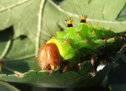 Image of Indian Luna Moth