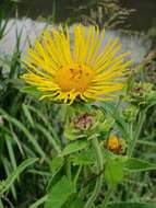 Inula helenium L. resmi