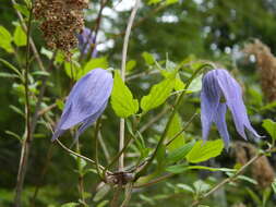 Image of western blue virginsbower