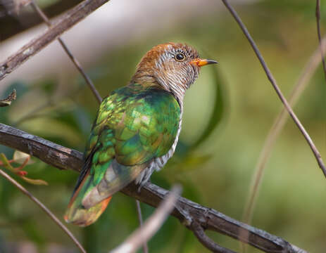 Image of Asian Emerald Cuckoo