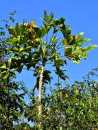 صورة Erythrina livingstoniana Baker