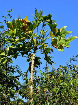 Erythrina livingstoniana Baker resmi