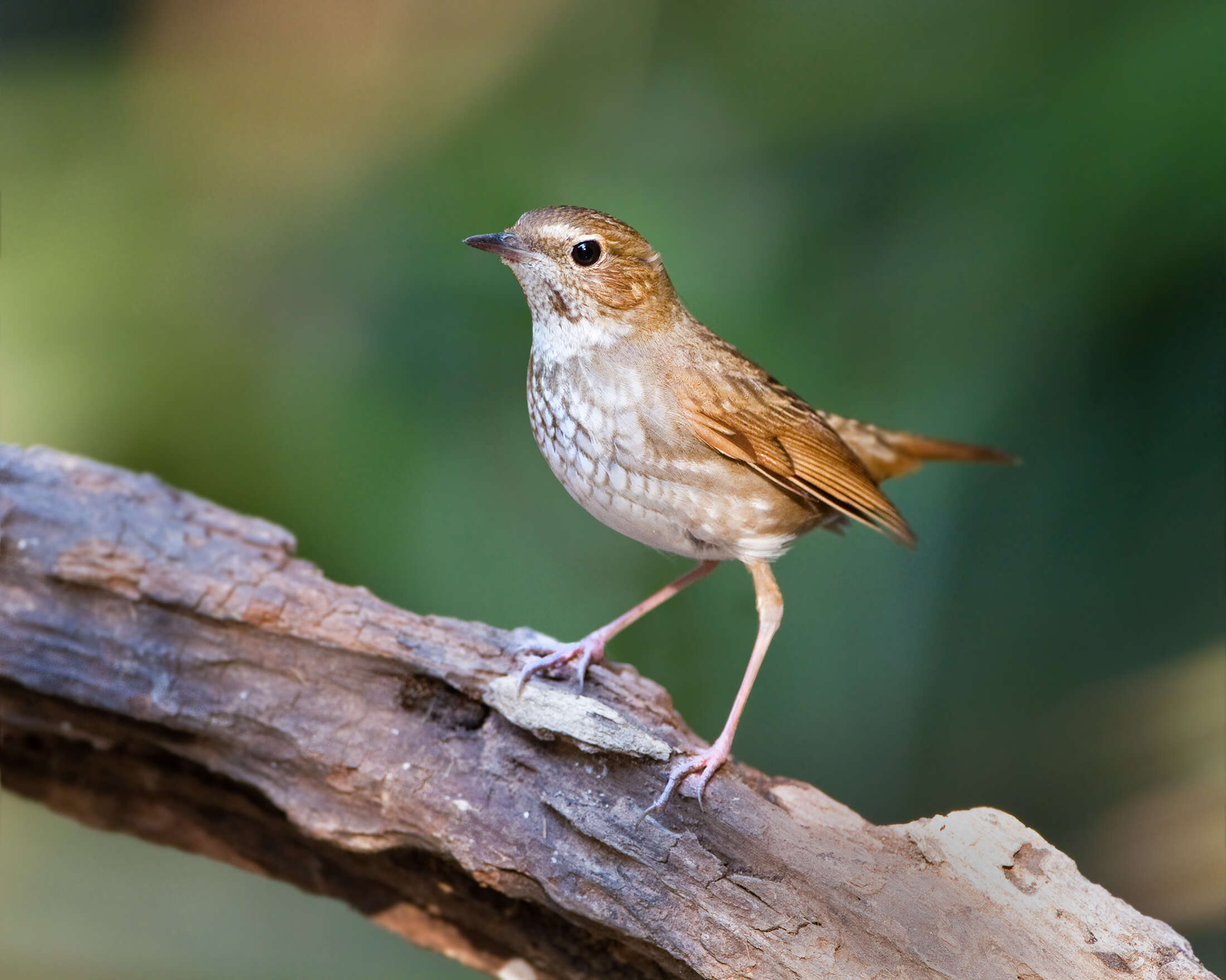 Image of Rufous-tailed Robin
