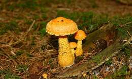 Image of Pholiota flammans (Batsch) P. Kumm. 1871