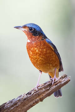 Image of Rock thrush