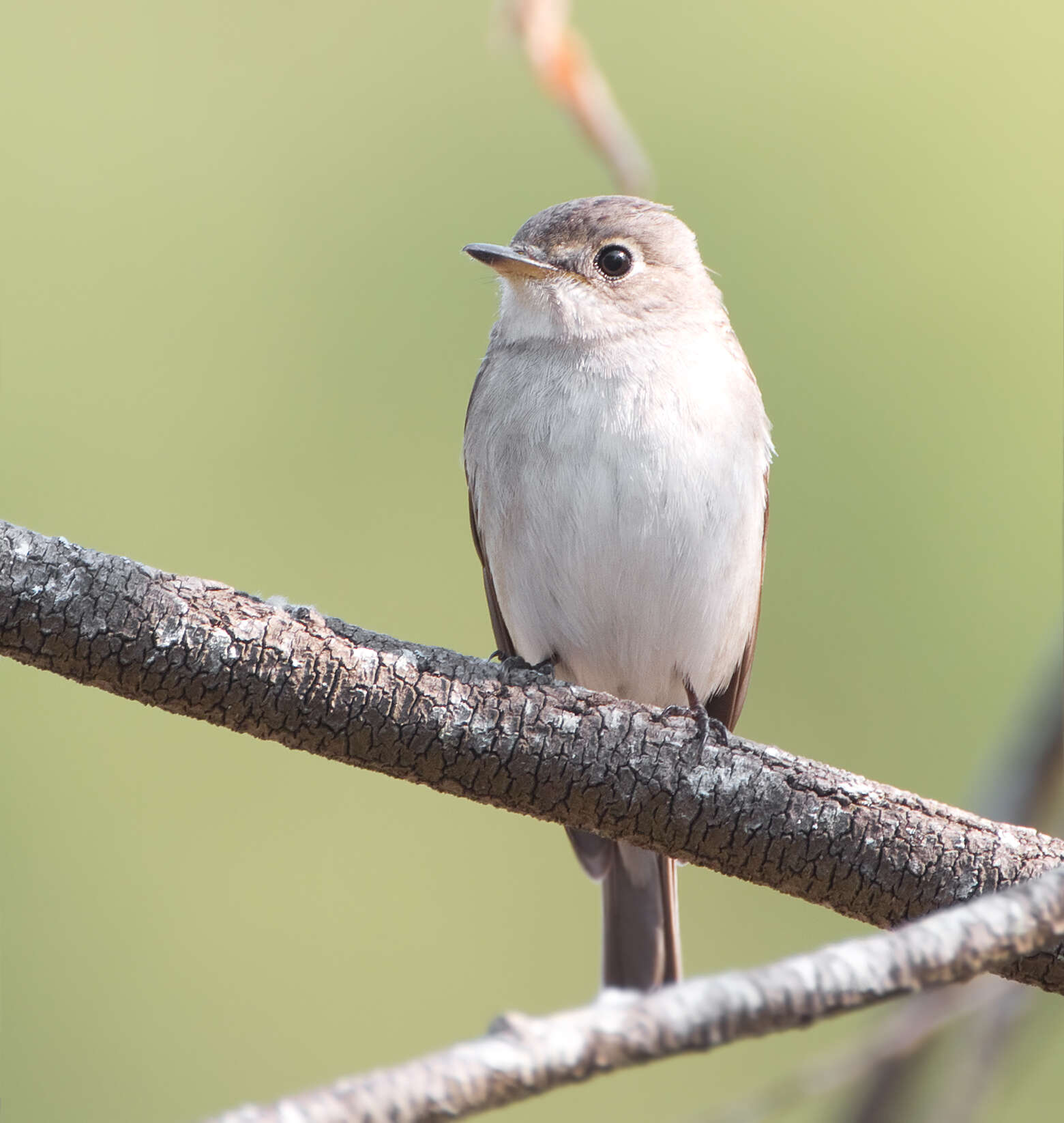 Image of Asian Brown Flycatcher