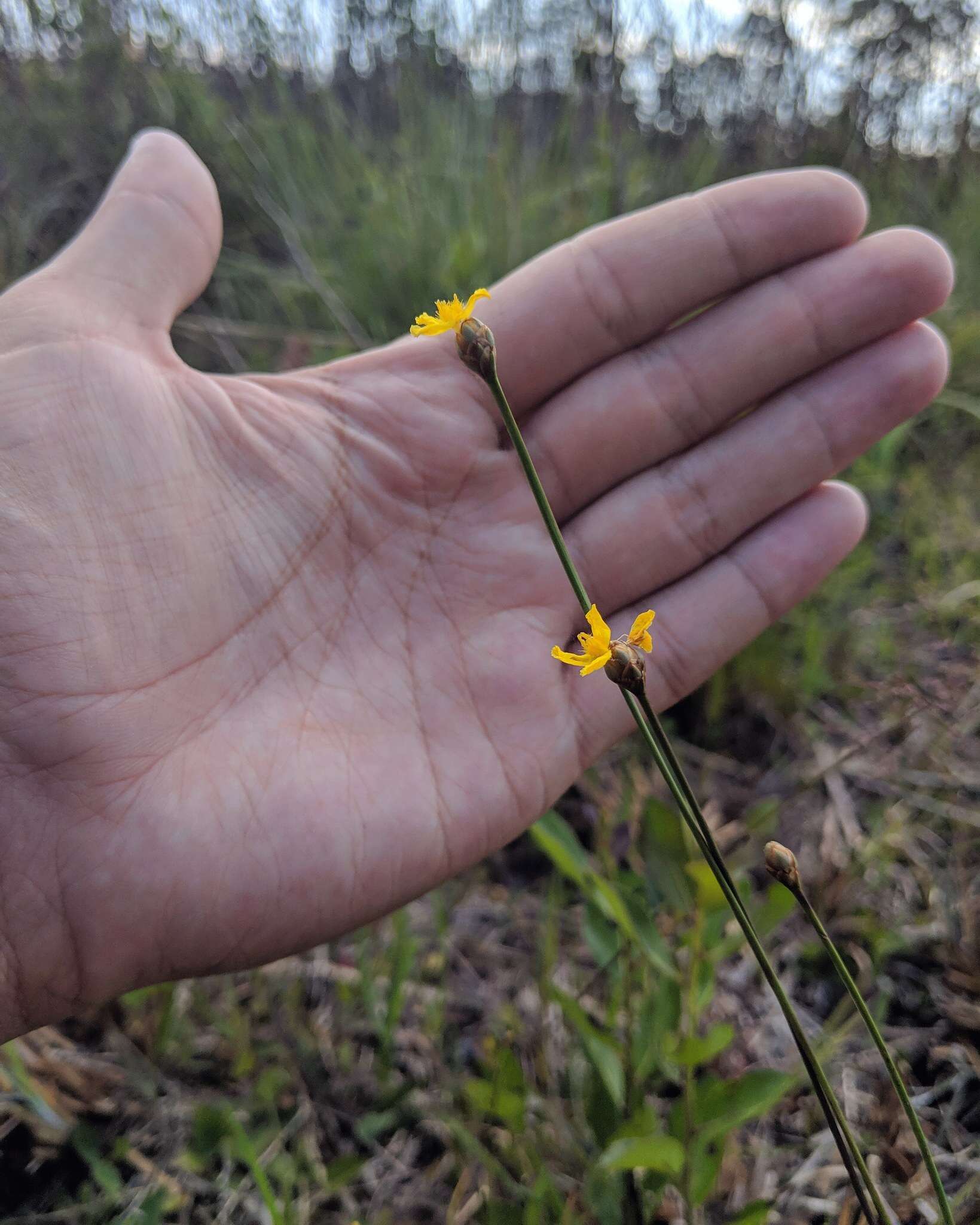 Image of Elliott's Yellow-Eyed-Grass