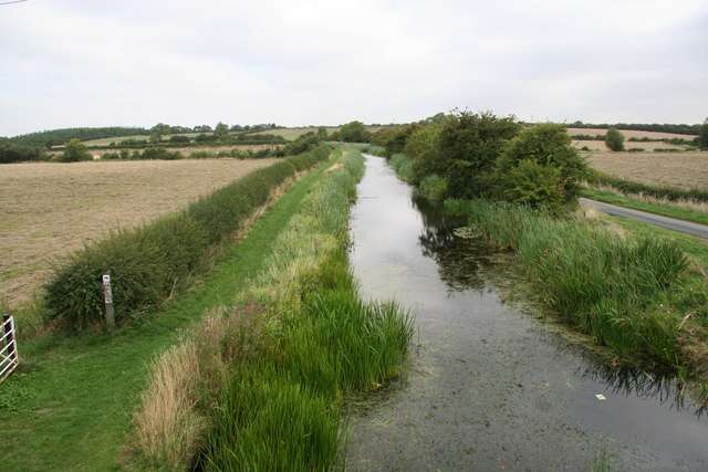 Image of broadleaf cattail